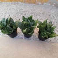 سانسوریا پایه کوتاه