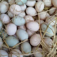 تخم اردک