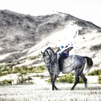 فروش‌اسب‌عرب