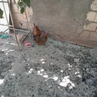 مرغ کردی