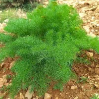 جاشیر کمباین شده