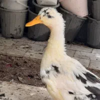 اردک ،شش ماهه ودوتا مرغ تخم گذار