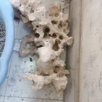 سنگ مرجانی آکواریوم