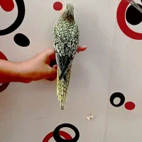 جوجه عروس هلندی  دونخور