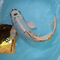 جشنواره بزرگ حذف دلال ماهی کوی