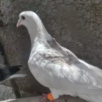 کفتر پرشی