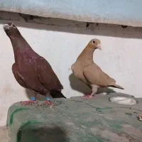 جفت زرد گلی