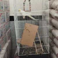 فروش پرنده