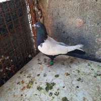 کبوتر سینه سیاه ماده