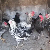 ۷عددمرغ خروس گلینگ اصل