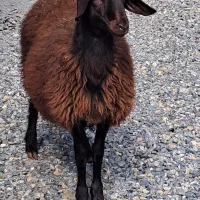 بره قوچ هموزیگوت