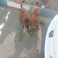 ۲ تابز ۲ تا بره ماوضه با گوساله ماده