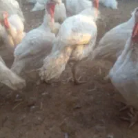 بوقلمون گوشتی
