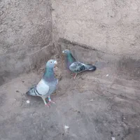 کبوتر جفتگاه