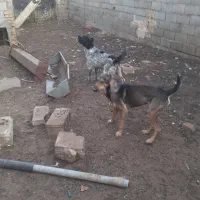 سگ گله ای