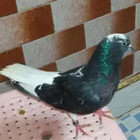 کفتر کبوتر