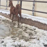 اسب بالغ درشت مادیان سرحال