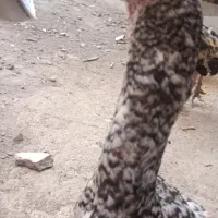 جوجه خروس اوشامو خالص