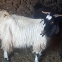 بز جوان آبستن وزاییده  درجه یک