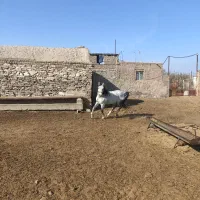 اسب عرب