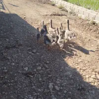 جوجه غاز ویک غاز مادر سالم و سرحال به فروش می رسد