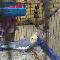 عروس هلندی