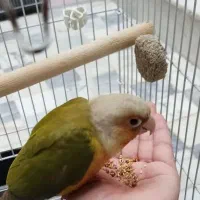 طوطی گرینچیک و کله آلویی( آهویی)