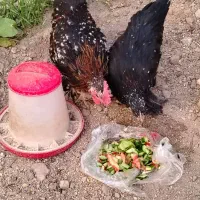 مرغ و خروس سایبل پوت