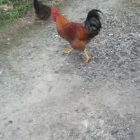 سه تا خروس امساله وسالم