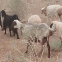 میش