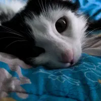 واگذاری رایگان گربه ی چهارماهه