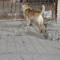 توله سرابی