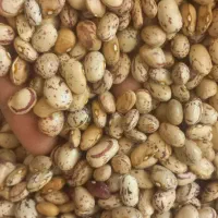 لوبیا چیتی ارگانیک