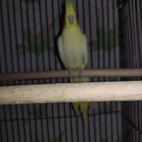 لوتینو ماده درشت کینگ