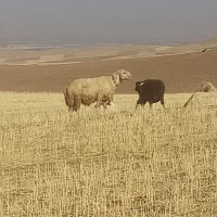 فروش قوچ تخمی .بره تخمی
