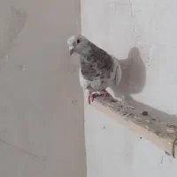 کفتر سرور