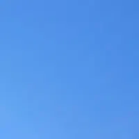 کبوتر گمشده