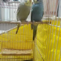 مرغ عشق خوش رنگ