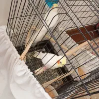 عروس هلندی