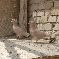 کبوترر