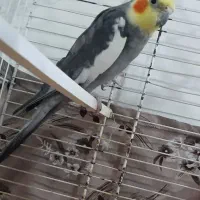 عروس هلندی نر