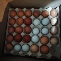 جوجه مارانس های گرید بالا