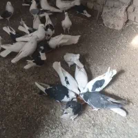 فروش کبوتر