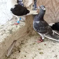 کفتر جوجه دانه خور