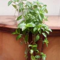 گلهای طبیعی فروشی