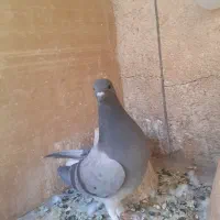 خرقه مفلق