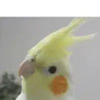 عروس هلندی گم شده