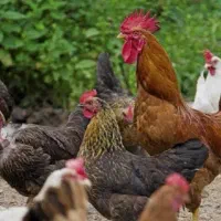 مرغ و خروس معاوضه هم دارم