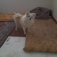 سگ پامر|سگ|خمینی‌شهر, |دیوار