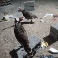 جوجه بوقلمون 5 ماهه